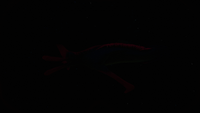 Reaper bioluminescence
