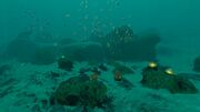 Sparse Coral Zone 1