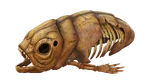Research Specimen Theta Fauna.png