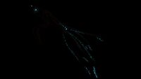 Further Sea Emperor Leviathan bioluminescence