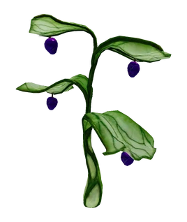 Preston's Plant Flora