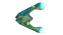 Infected Boomerang.png