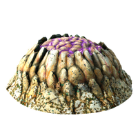 PurpleVentInfobox