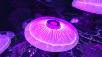 JellyshroomNight