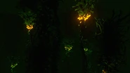 Biolumineszenz