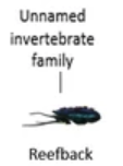 Reefback Family.png