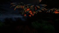 Lantern Tree