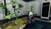 Marguerit tending to her crops