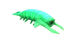 Rockgrub Fauna