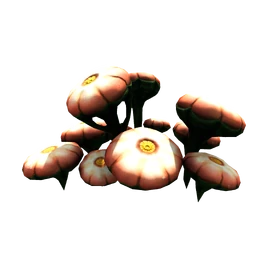 Young Cotton Anemone Flora