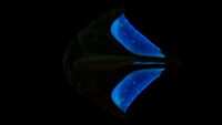 Bioluminescence
