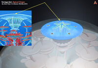 Ventgarden Apical Organ A - by Alex Ries