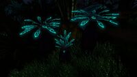 Bioluminescence