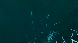 BKZs11.png (5,46 МБ) Множество масляных корней за пределами Пещер кровавых водорослей