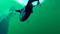 A Glow Whale descending into the East Arctic