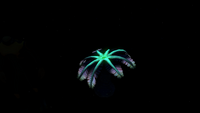 Bioluminescence