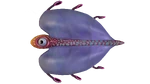 Bladderfish Fauna.png
