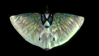 Underside