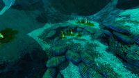 Shelf Corals surrounding Ribbon Plants