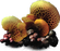 Slime Bacteria