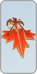 Maple Leaf