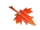 Maple Leaf