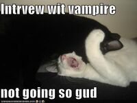 Funny-pictures-interview-with-vampire-cats