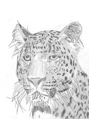 Panthera Pardus