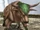 Buffalo