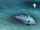 Gelfish