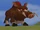 Wild Boar