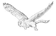 Gryphowl