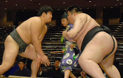 Sumo Wrestling, Yamamotoyama Ryūta a.k.a. Yama. He is the h…