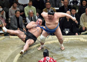Jokoryu kinboshi
