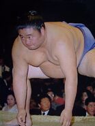 Onohana (c. 1988)