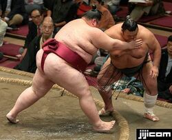 Sumo Wrestling, Yamamotoyama Ryūta a.k.a. Yama. He is the h…