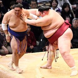 Sumo Wrestling, Yamamotoyama Ryūta a.k.a. Yama. He is the h…