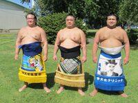 Takayasu with his stablemates (c. 2015)
