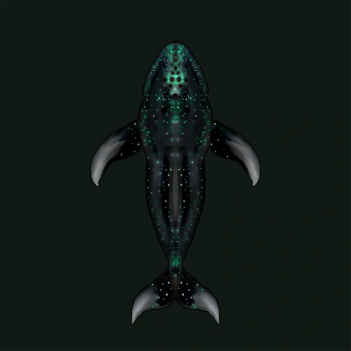 Midnight Whale Official Sunless Sea Wiki