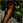 Bronzewood square icon.png