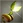 Verdantseeds square icon.png