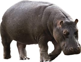 Hippopotamus