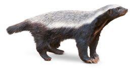 Honey Badger