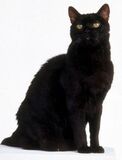 Salem Saberhagen Franchise: Sabrina the Teenage Witch EXAMPLE OF VOICE Status: Unlockable