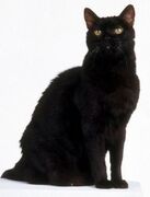 Salem Saberhagen (Sabrina: The Teenage Witch) ¤