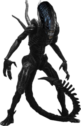 Xenomorph2
