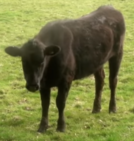 Cows