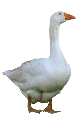Goose-PNG-Photo