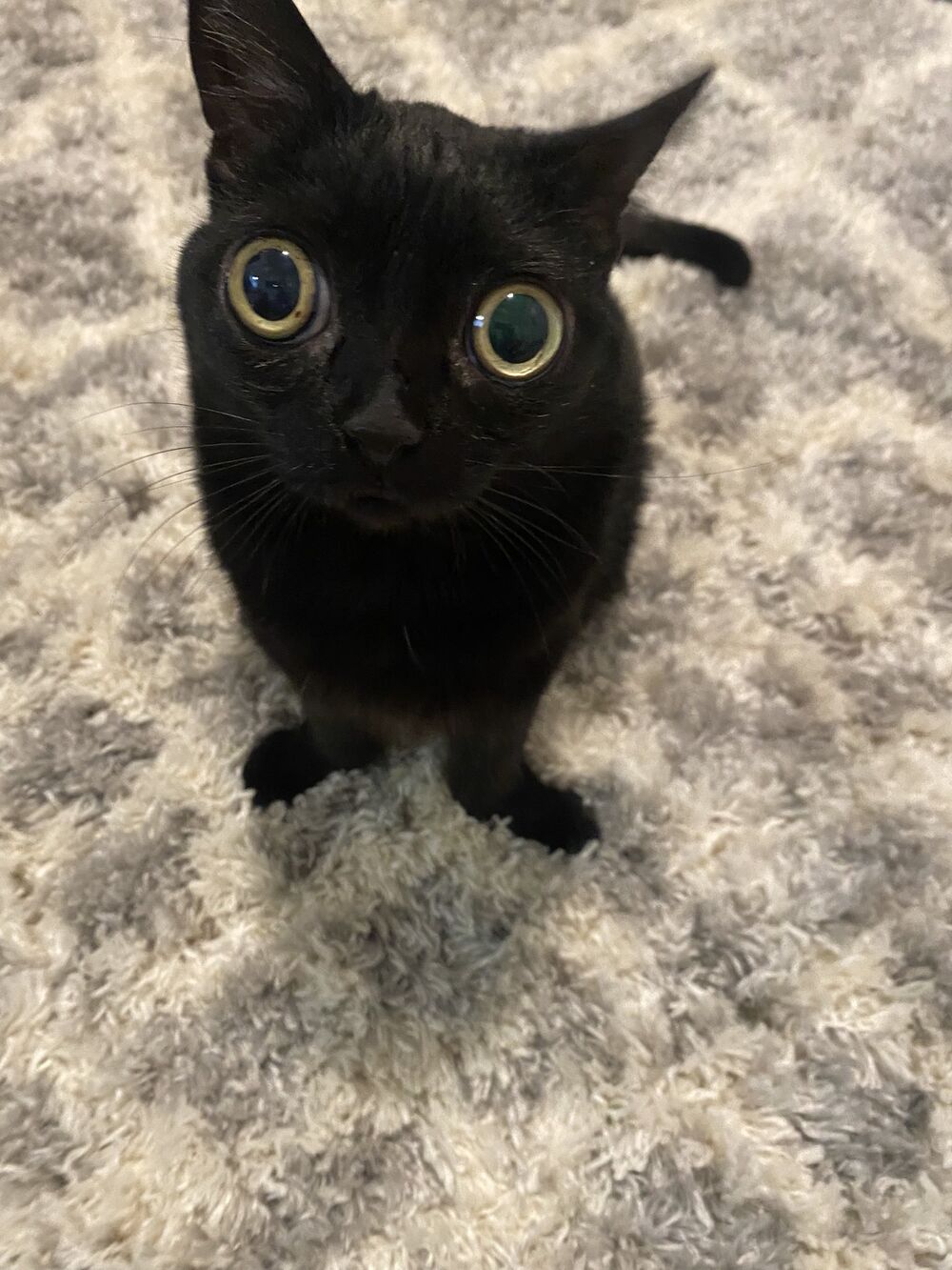 Jinx the cat | Super random Wiki | Fandom