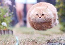 Bullet cat